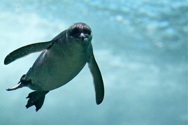 File:Penguin1.jpg