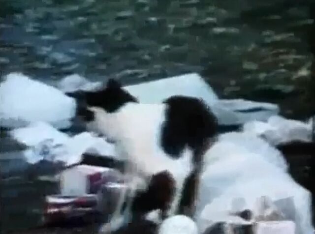 File:Some cat.jpg