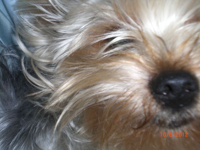 File:Mokismile.jpg