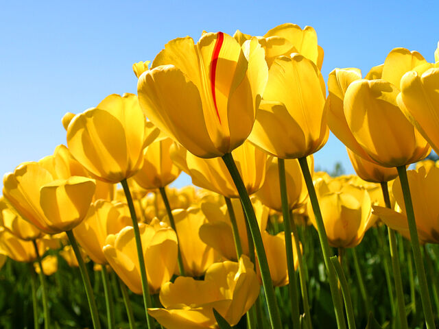 File:Tulipsarepretty.jpg