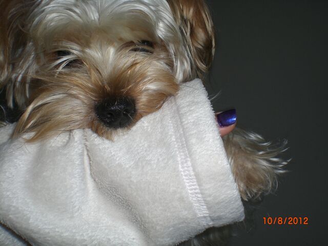 File:Mokibiteyagain.jpg