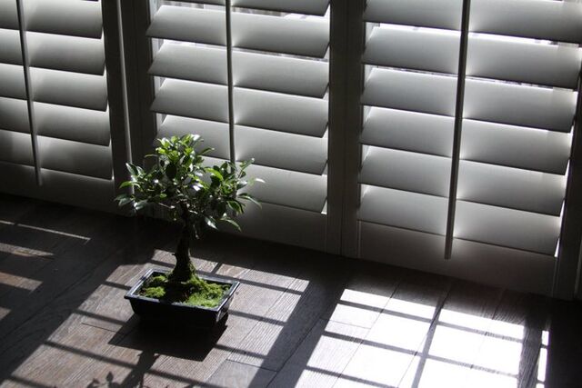 File:Bonsai1.jpg