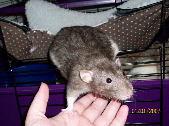 File:Plague.jpg