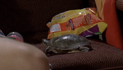 Spinnerturtle