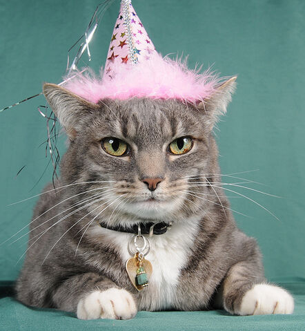 Datei:Birthcat.jpg