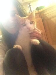 Findus