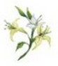 Honeysuckle