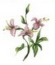 Appleblossom
