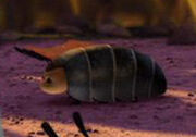 Pillbug