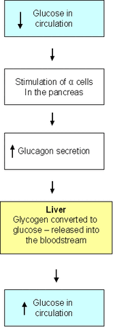 File:Algorithmglucagon.gif
