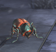 NajaBeetle1