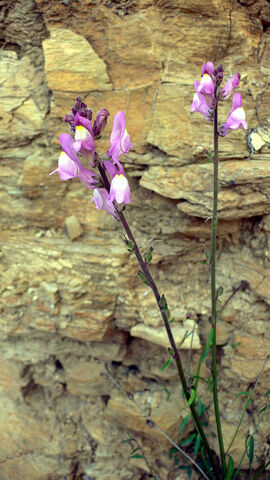 Fichier:Antirrhinum barrelieri.jpg