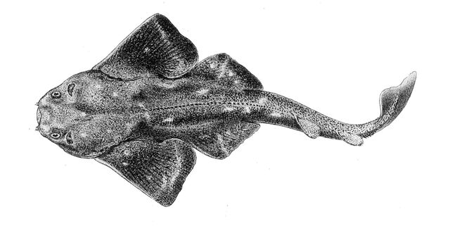 Fichier:Squatina squatina.jpg
