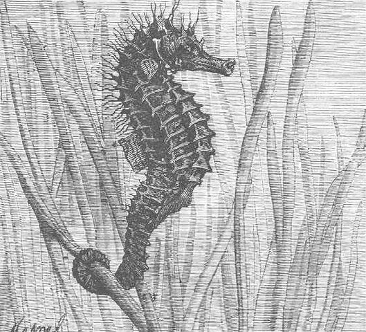 Fichier:Hippocampus.jpeg