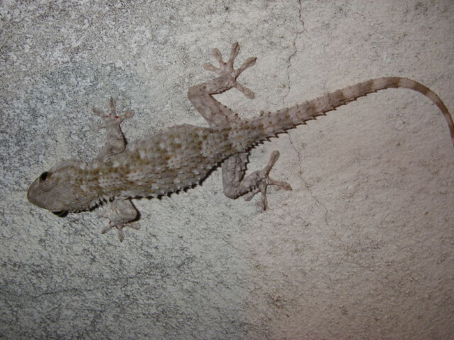 Fichier:Common Gecko.jpg