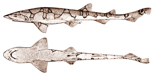 Fichier:Chain catshark.png