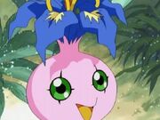 Pyocomon DA