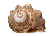 11-acified-snail-shell-714