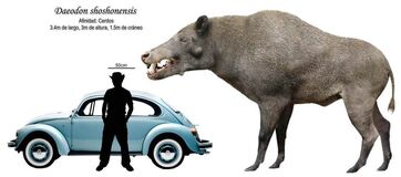 D shoshonensis.jpg