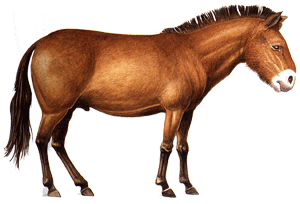 Hippidion