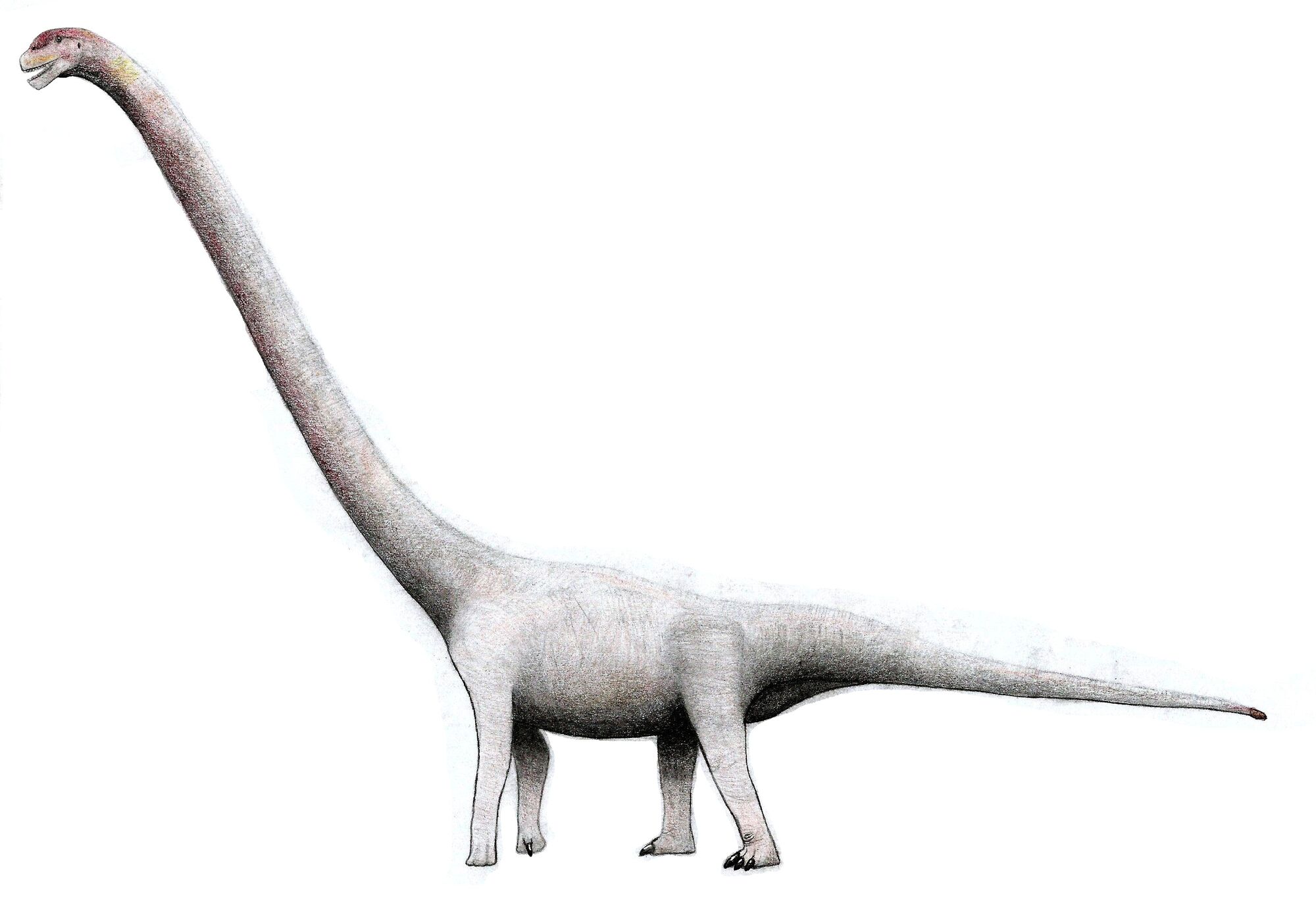 Omeisaurus | Wiki Dino | FANDOM powered by Wikia