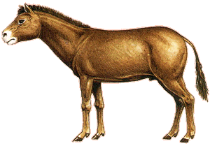 Miohippus.gif