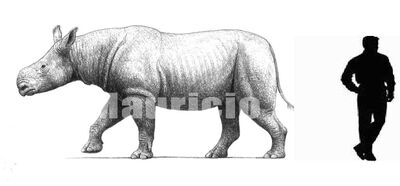 Aceratherium.jpg