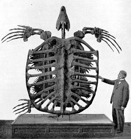 File:567px-Archelon skeleton.jpg