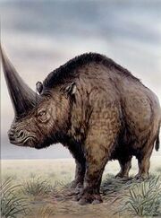Hispanotherium.jpg