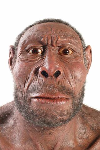 File:Homo erectus.jpg