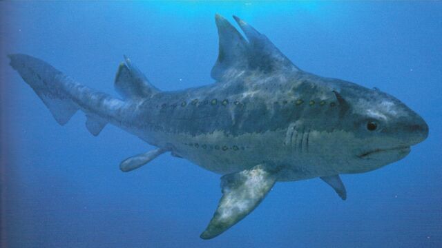 File:CGTPL Hybodus.jpg