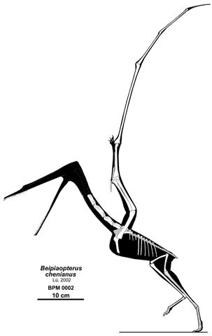 Datei:Beipiaopterus dinosaur.wiki.jpg