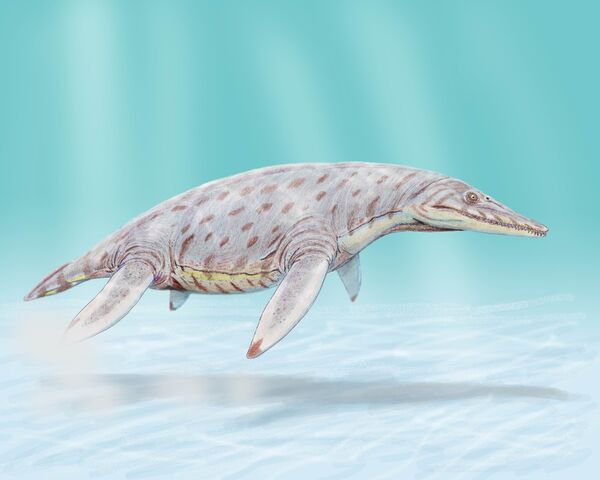 Datei:Polyptychodon hudsoni dinosaur.wiki.jpg