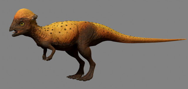 File:Stegoceras.jpg