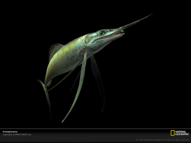File:Protosphyraena-lw.jpg