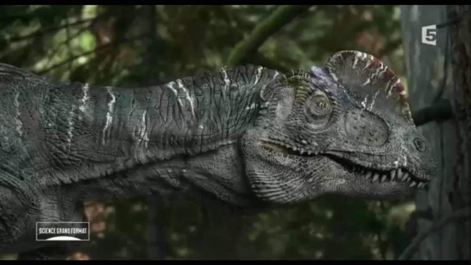 last dinosaur alive