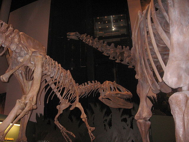 File:Saurophaganax skeleton.jpg