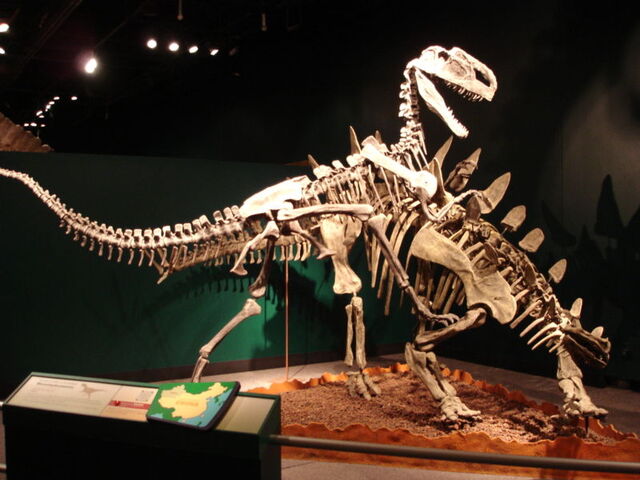File:Monolophosaurus attacking Tuojiangosaurus.jpg