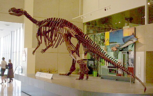 File:Muttaburrasaurus skeleton.jpg