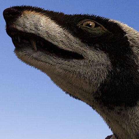 File:ProbelesodonPortrait.jpg