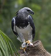 Harpyeagle