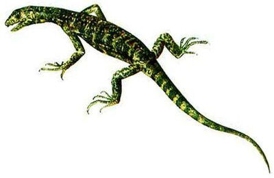 Petrolacosaurus