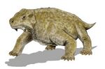 Bradysaurus sp