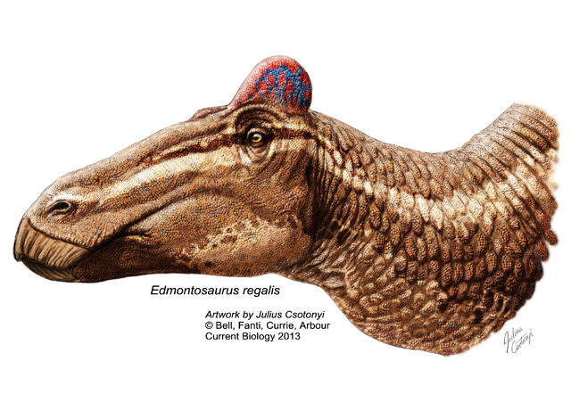 File:Edmontosaurus-crest.jpg