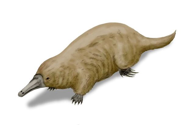 File:Steropodon BW.jpg