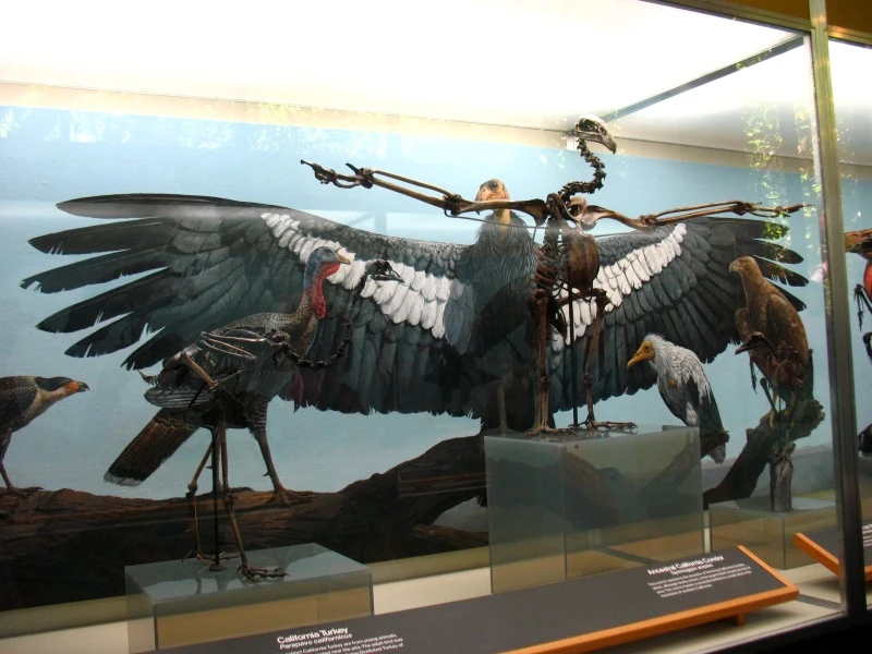 Californian turkey Dinopedia FANDOM powered by Wikia