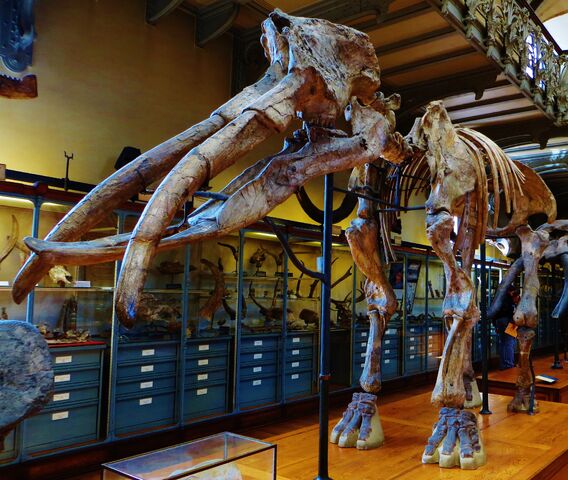 File:ArchaeobelodonSkeleton.jpg
