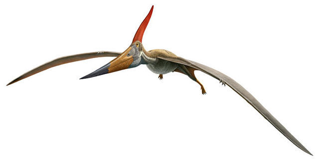 pterodáctilo e pteranodon