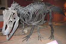 220px-Allosaurus fragilis USNM4734