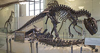 200px-AMNH Allosaurus